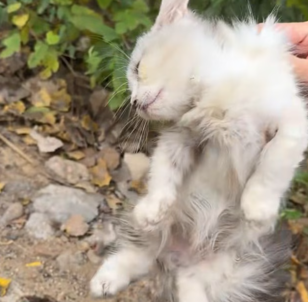 T1901024_Left by the roadside like nothing mattered… but this kitten’s life was worth everything 🥺 #kittenrescue #animalhope