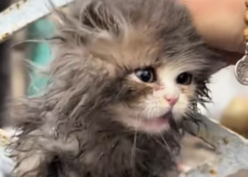 T1901025_Hiding in a broken courtyard, too weak to cry… this kitten waited for a miracle 😢 #catrescue #animalstory