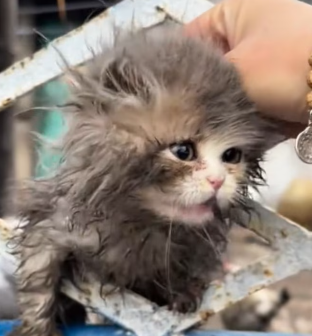 T1901025_Hiding in a broken courtyard, too weak to cry… this kitten waited for a miracle 😢 #catrescue #animalstory