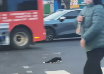 T1901026_Everyone avoided this black cat at the crossroads… but fear should never decide a life 💔 #catrescue #stopjudging