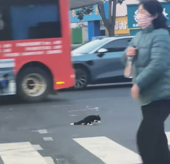 T1901026_Everyone avoided this black cat at the crossroads… but fear should never decide a life 💔 #catrescue #stopjudging