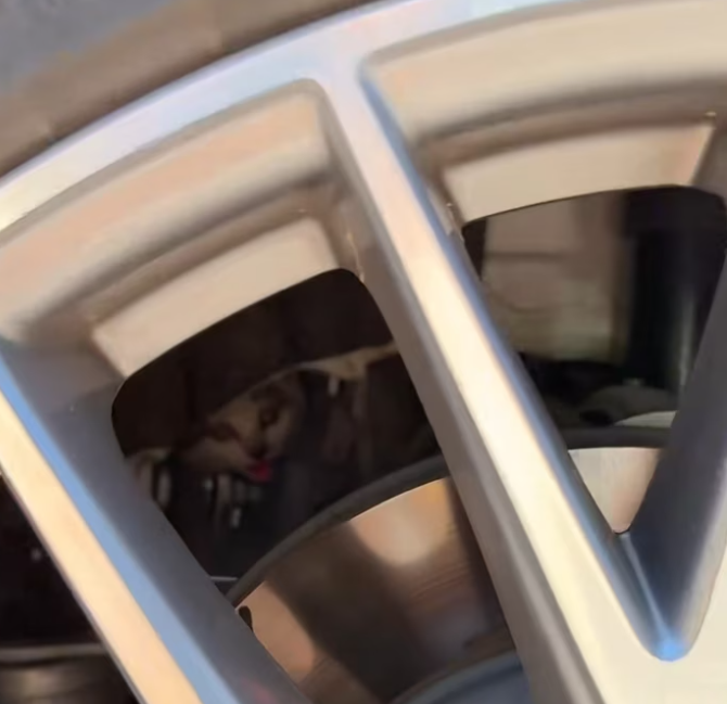 T1901027_Stuck, terrified, and unable to move… one small mistake could have cost a life 😢 #animalrescue #catstory