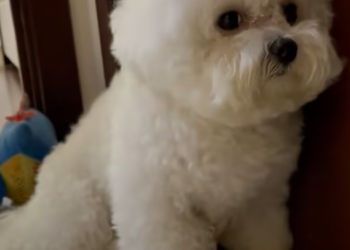 T1901028_Abandoned by the one he trusted most… homelessness nearly became his end 💔 #dogrescue #animalstory