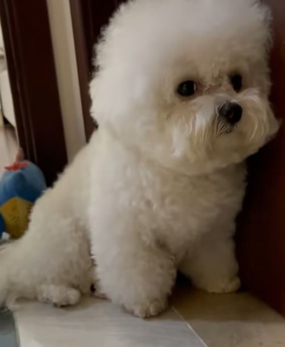 T1901028_Abandoned by the one he trusted most… homelessness nearly became his end 💔 #dogrescue #animalstory