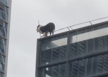 T1901029_Falling from a roof, seconds away from death… instinct and courage saved him 🥺 #dogrescue #animalheroes