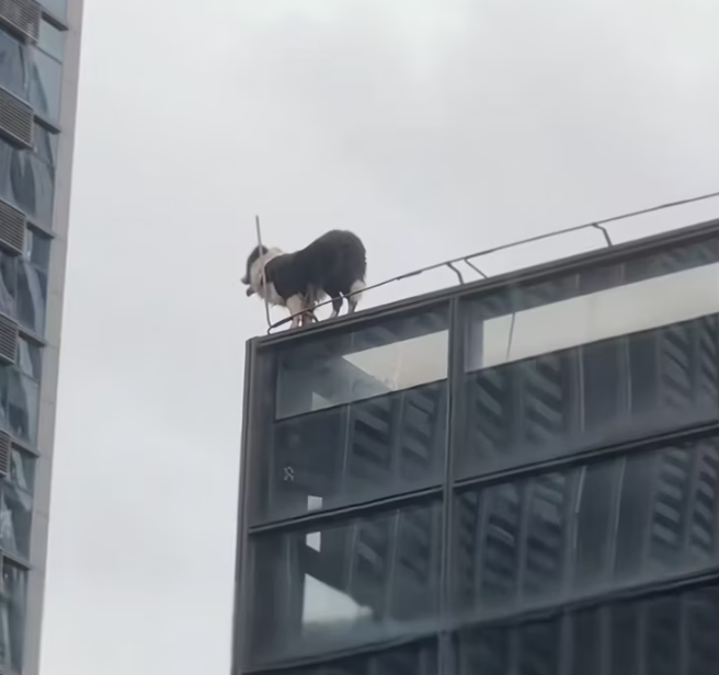 T1901029_Falling from a roof, seconds away from death… instinct and courage saved him 🥺 #dogrescue #animalheroes