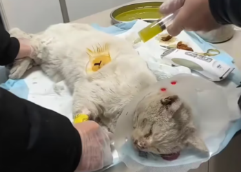 T1901030_Trapped inside a car, crying for help no one heard… until someone listened 💔 #catrescue #animalstory