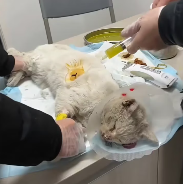 T1901030_Trapped inside a car, crying for help no one heard… until someone listened 💔 #catrescue #animalstory