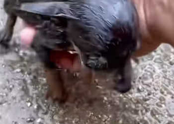 T1901032_Weak, shaking, and forgotten… this puppy’s life depended on one kind decision 🥺 #puppyrescue #animalhope