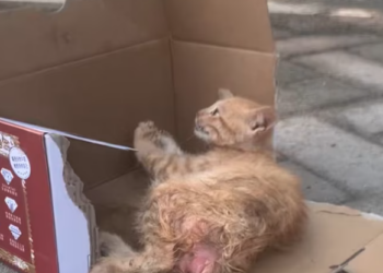 T0501020 He didn’t know what help looked like anymore.