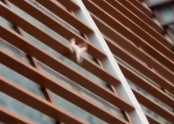 T1901033_High above the ground, one wrong move meant death… bravery made the difference 💔 #animalrescue #heroes