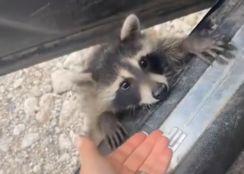 T1901035_Clinging desperately to my car, this raccoon refused to give up on life 💔 #animalrescue #wildlife