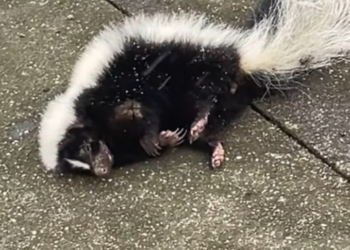 T1901036_Shivering on the road, ignored by passing cars… this skunk needed warmth and mercy 🥺 #animalrescue #kindness