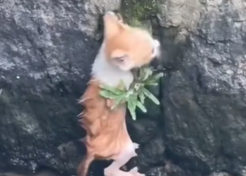 T1901037_Exhausted and slipping, this kitten tried again and again… failure was not an option 😢 #kittenrescue #animalhope