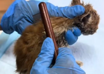 T0501003 Too tired to cry… but still hoping someone sees him. 💔