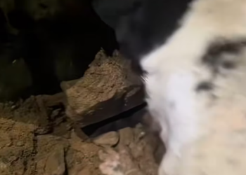 T1901040_A stray dog risked everything to save a kitten… humanity sometimes comes with four legs 💔 #animalheroes #animalrescue