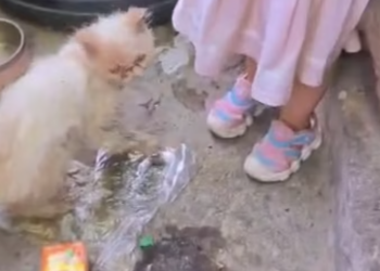 T1901004_He was drowning, struggling for life, while people just stood and watched… would you step in? 💔 #dogrescue #animalrescue #humanity