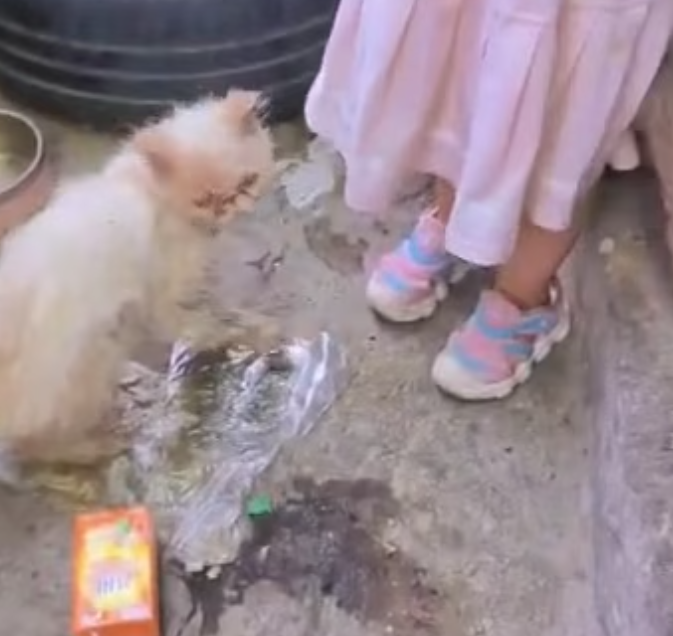 T1901004_He was drowning, struggling for life, while people just stood and watched… would you step in? 💔 #dogrescue #animalrescue #humanity