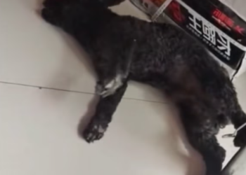 T2001001,He fought quietly for his life, but fate was cruel… until one person refused to walk away 💔 #animalrescue #hope #kindness