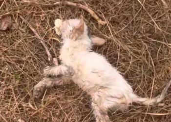 T0501021 Even breathing felt like a struggle.