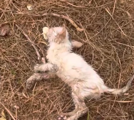 T0501021 Even breathing felt like a struggle.