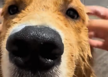 T2001002,Fallen beneath the bridge, crying weakly for help… would anyone stop in time? 😢 #dogrescue #animalstory