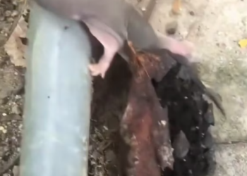 T2001003,Abandoned and trembling, this tiny squirrel had no mother left… only fear and silence 💔 #animalrescue #wildlife