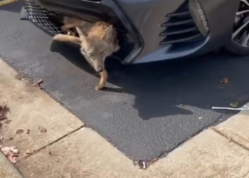 T2001004,Trapped inside a car, panicking and exhausted… this wolf was running out of strength 😢 #wildliferescue #animalhope