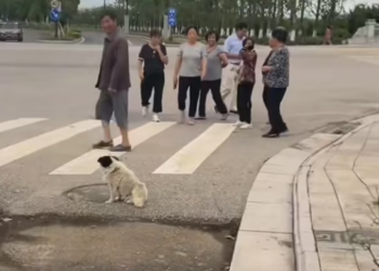 T2001005,On a noisy street, everyone passed by… while this disabled puppy slowly lost hope 💔 #dogrescue #humanity