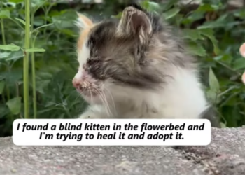 T2001006,Blind, fragile, and alone in a flowerbed… this kitten was quietly waiting for a miracle 😢 #catrescue #animalcare