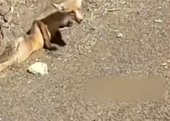 T2001007,Injured and lying on the road, this fox expected the worst… what happened next was unexpected 💔 #wildliferescue #hope