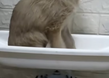 T2001008,Wandering endlessly around the neighborhood, this stray dog was searching for food… and kindness 😢 #dogrescue #animalstory