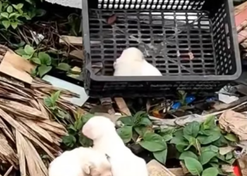 T2001010,On my way home, three newborn puppies lay trembling… abandoned far too early 😢 #puppyrescue #animalhope