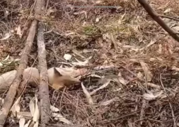 T2001012,In the middle of cleaning, an urgent call changed everything… a life needed help 😢 #animalrescue #kindness