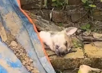 T2001013,Too hungry to stand, this stray dog collapsed on the street… hope was almost gone 💔 #dogrescue #saveanimals