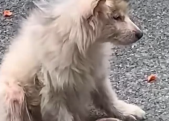 T0501022 His eyes spoke the words his body couldn’t.