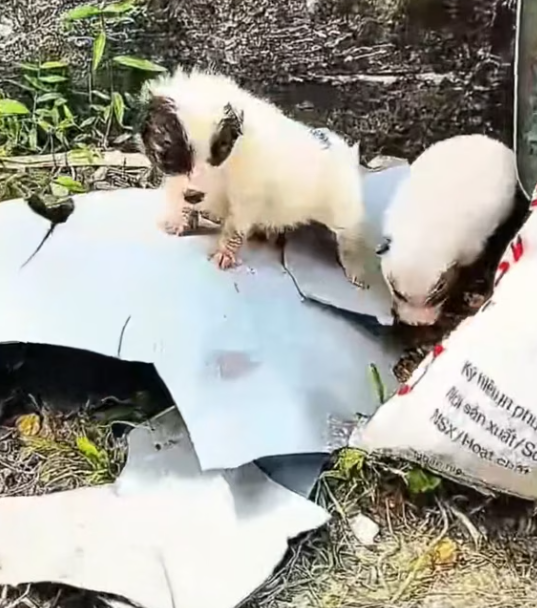 T2001020,While taking out the trash, I found two helpless puppies… abandoned without mercy 😢 #puppyrescue #kindness