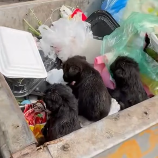 T2001021,They had no voices, only fear and hunger… but rescue changed their future 💔 #dogrescue #animalhope