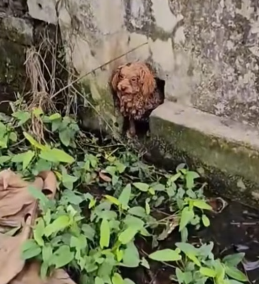 T2001024,Fallen into a cold ditch, this dog lay trembling… the weather was unforgiving 😢 #dogrescue #animalstory