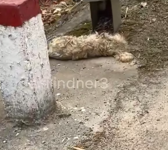 T2001025,Lying motionless by the road, this dog looked lifeless… but hope was still there 💔 #dogrescue #nevergiveup