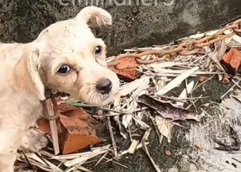 T2001026,During a simple walk, strange noises led me to a life in danger 😢 #animalrescue #dogstory