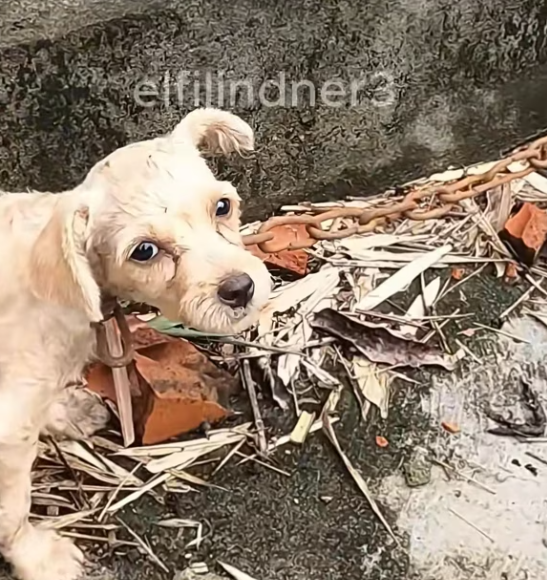 T2001026,During a simple walk, strange noises led me to a life in danger 😢 #animalrescue #dogstory