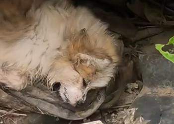 T2001027,Thrown away like trash, this tiny dog had nowhere to go… until someone noticed 💔 #puppyrescue #animalhope