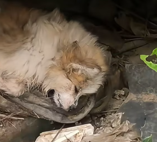 T2001027,Thrown away like trash, this tiny dog had nowhere to go… until someone noticed 💔 #puppyrescue #animalhope