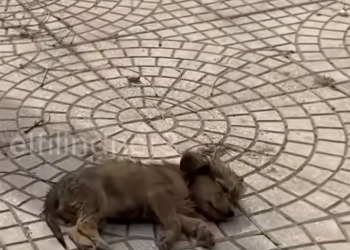 T2001029,Sleeping on the roadside, this little dog looked like he had given up 💔 #dogrescue #saveanimals
