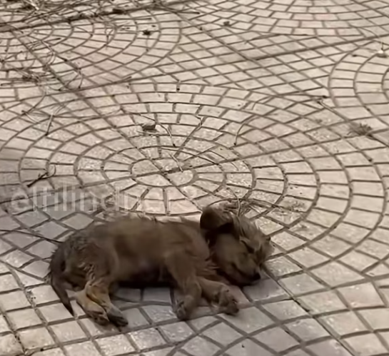 T2001029,Sleeping on the roadside, this little dog looked like he had given up 💔 #dogrescue #saveanimals