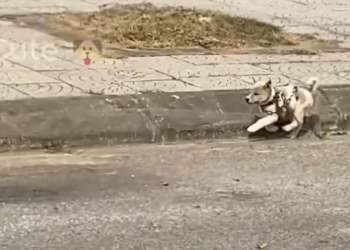 T2001030,On the way to the supermarket, one sight stopped us completely… a life needed help 😢 #animalrescue #kindness