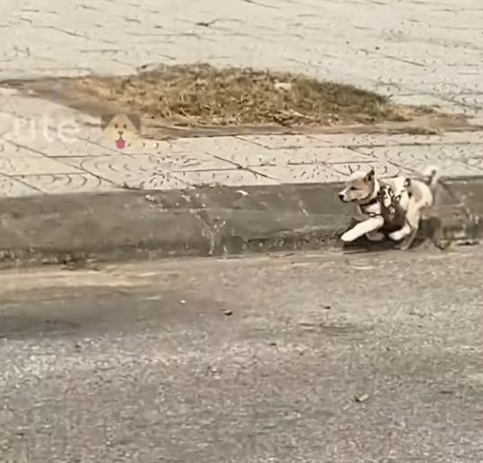 T2001030,On the way to the supermarket, one sight stopped us completely… a life needed help 😢 #animalrescue #kindness