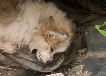 T2001028,On my way to exercise, I found a small dog curled up… scared and alone 😢 #dogrescue #animalstory