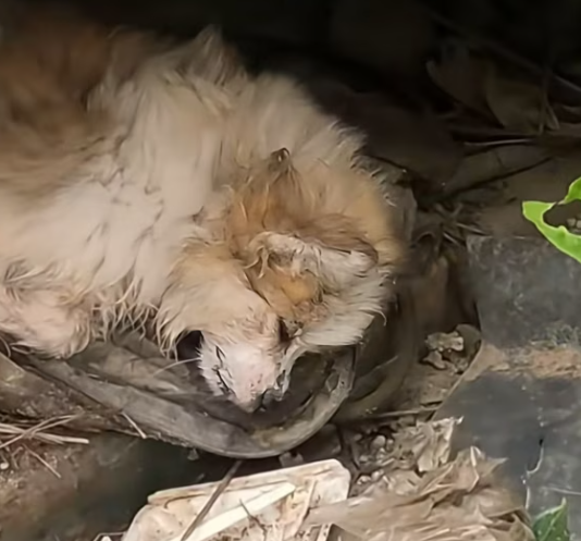 T2001028,On my way to exercise, I found a small dog curled up… scared and alone 😢 #dogrescue #animalstory